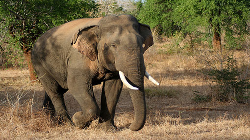 Search is underway to locate two jumbos in Thanamalwila